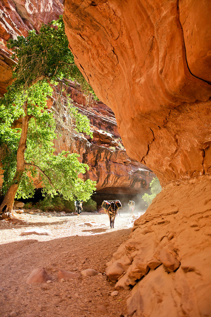 Hiking to Havasu Falls, Supai, Arizona // localadventurer.com