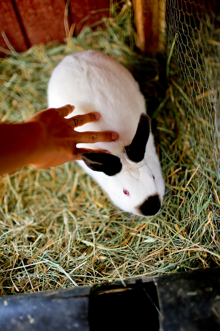 Petting Zoo - Yosemite Pines RV Resort & Family Lodging California USA // localadventurer.com