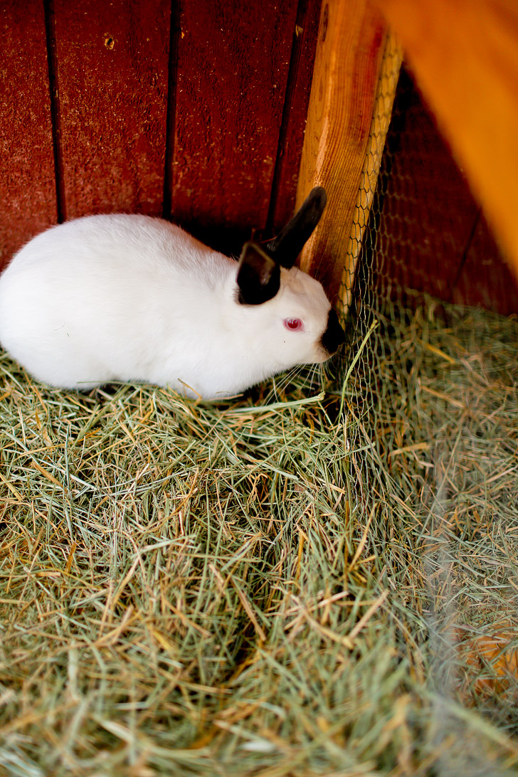 Petting Zoo - Yosemite Pines RV Resort & Family Lodging California USA // localadventurer.com