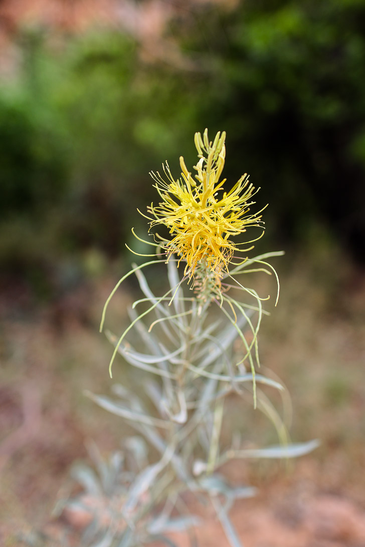 Flora on the Havasu Falls Hike // localadventurer.com