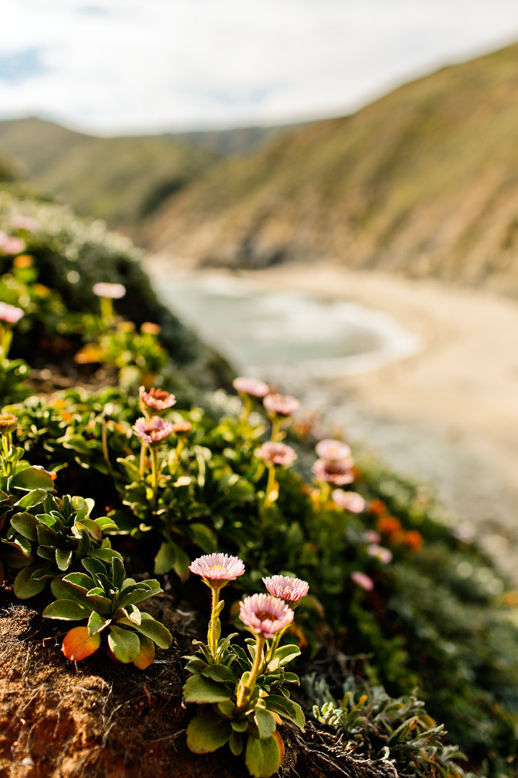 Pfeiffer Beach Big Sur California - famously known for its unique purple sand // localadventurer.com