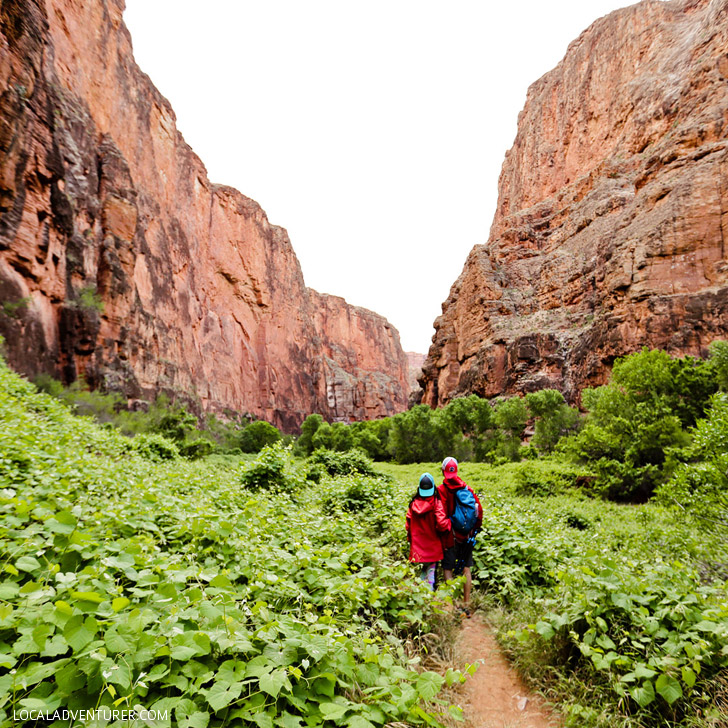 Havasupai Beaver Falls Hike - the last of the waterfalls you can hike to // localadventurer.com