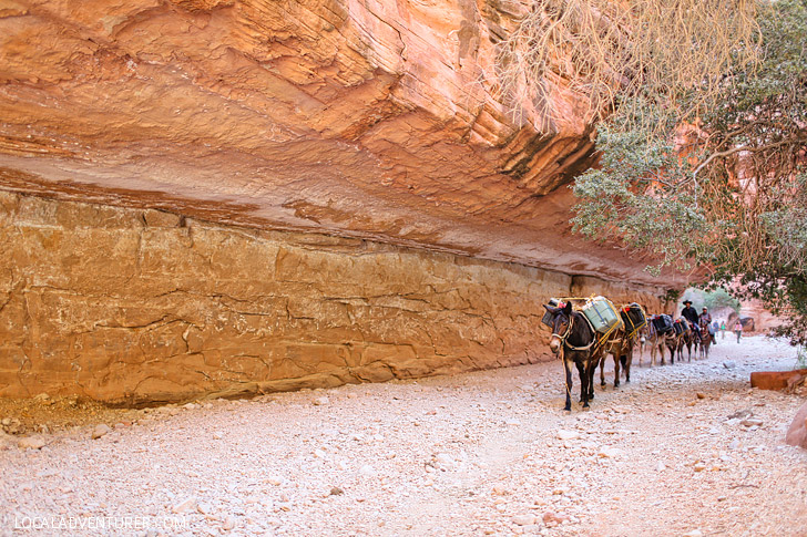 Hiking through the Havasupai Canyon // localadventurer.com