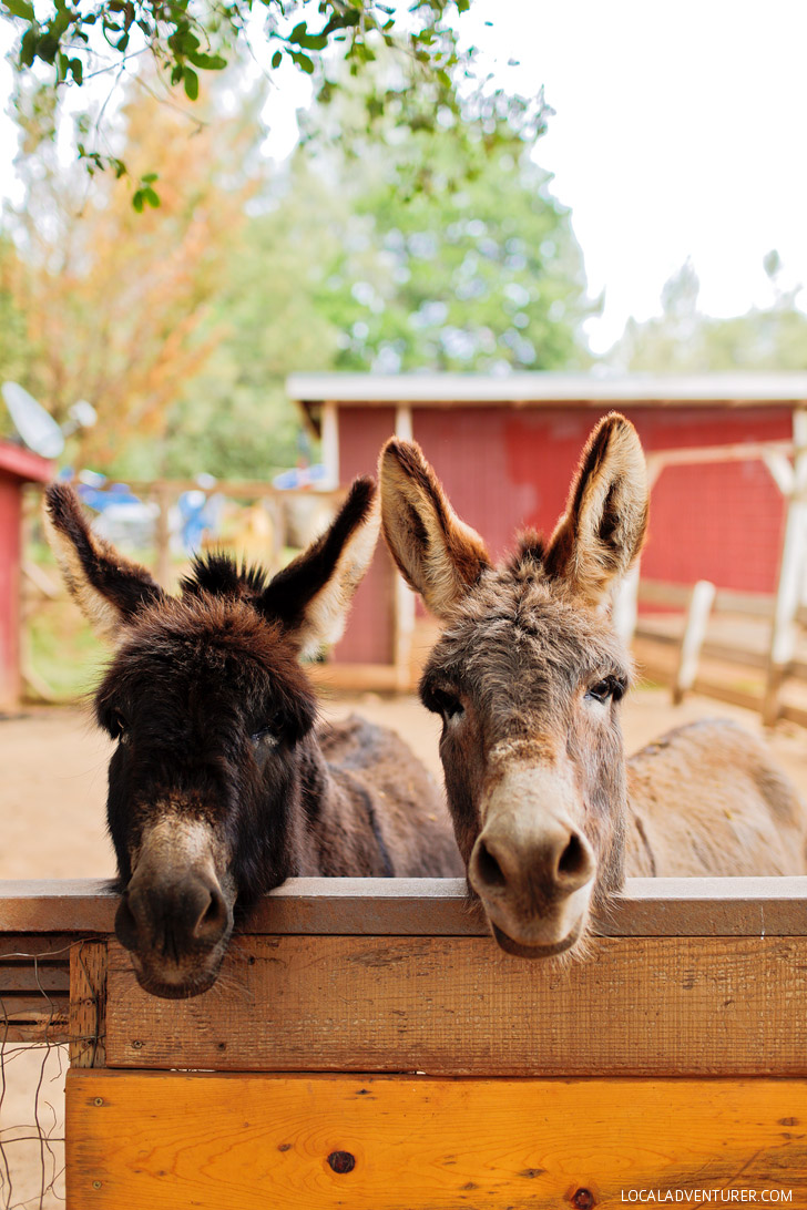 Petting Zoo - Yosemite Pines RV Resort & Family Lodging California USA // localadventurer.com