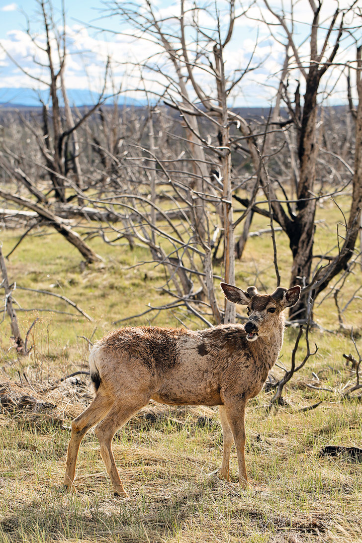 So much wildlife! - Mesa Verde National Park Colorado // localadventurer.com