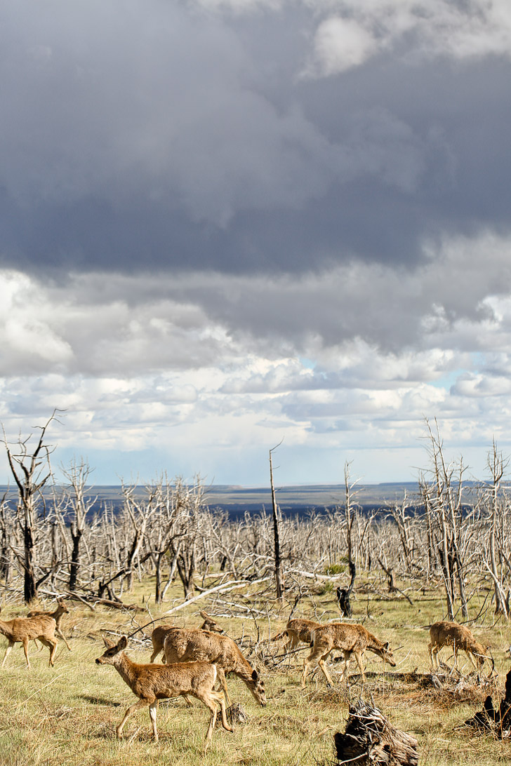 So much wildlife! - Mesa Verde National Park Colorado // localadventurer.com