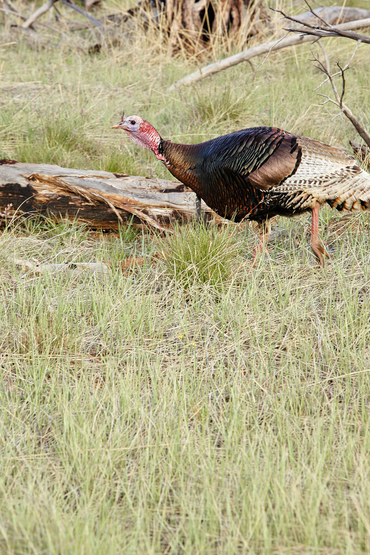 Turkeys at Mesa Verde National Park - anyone hungry? ha // localadventurer.com