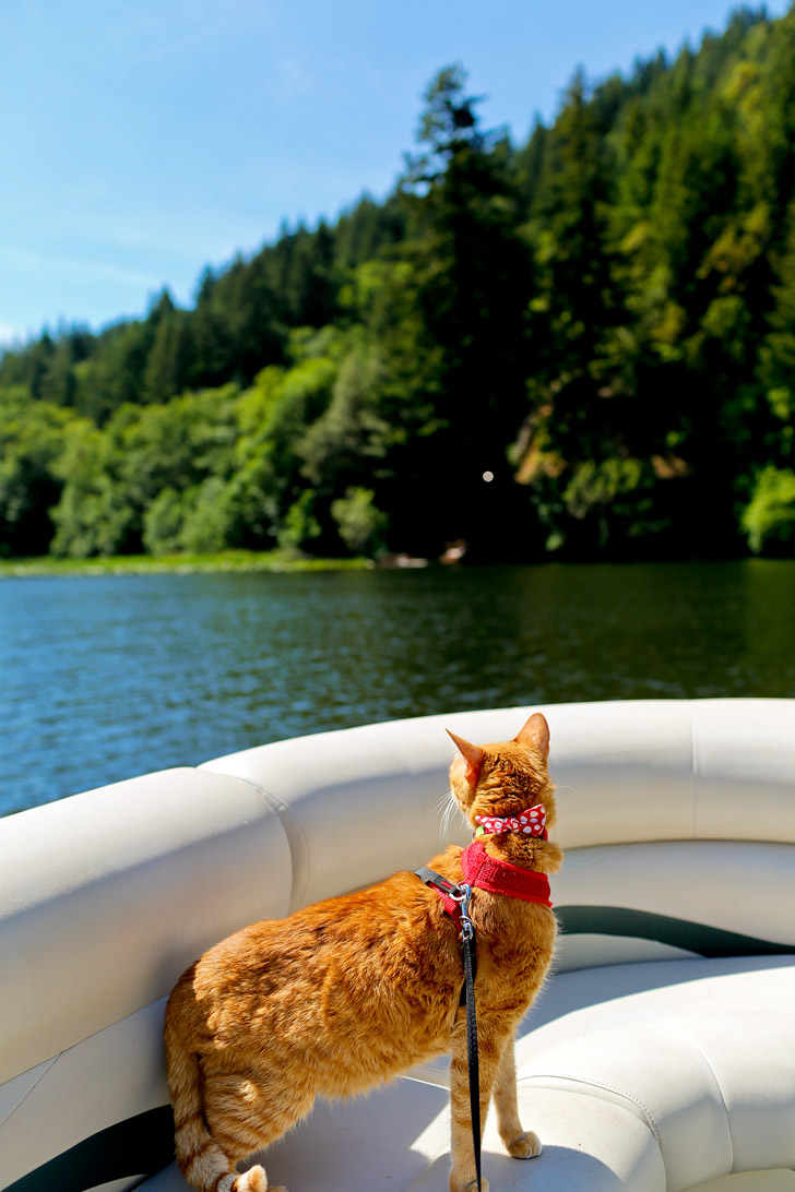 Adventurecats at Loon Lake Oregon USA // localadventurer.com