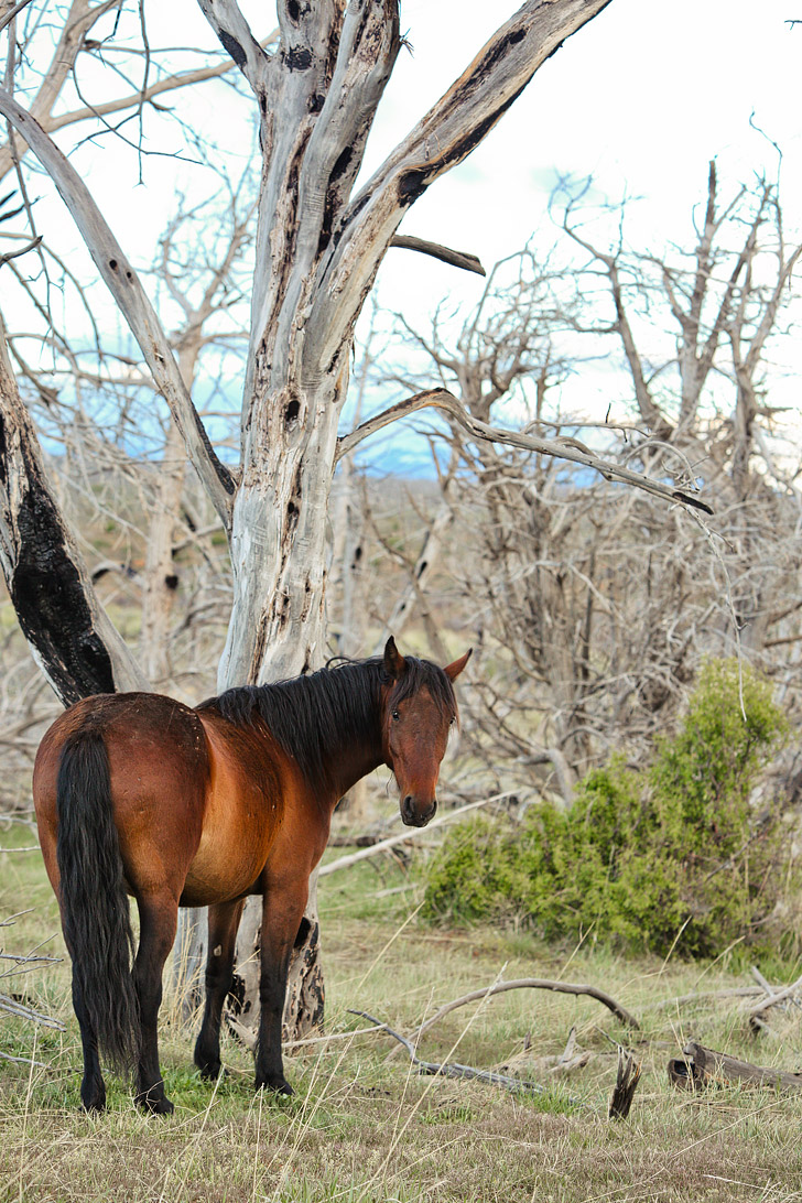 Wild Horses at Mesa Verde National Park Colorado USA // localadventurer.com