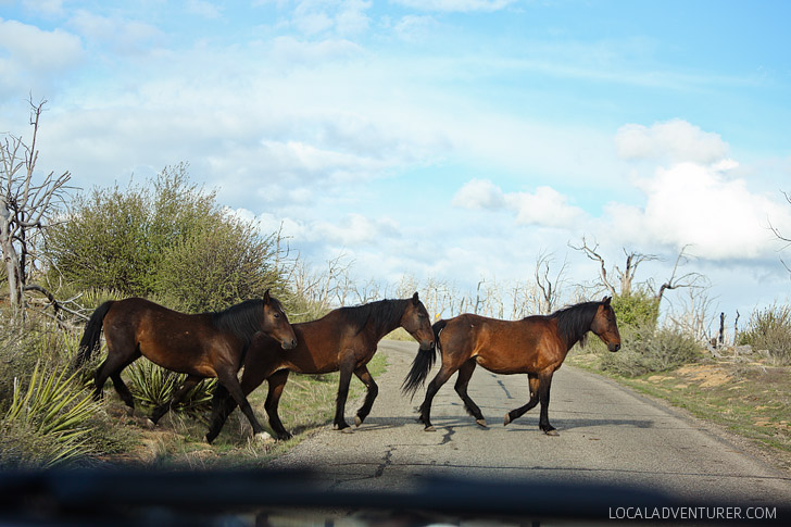 Horses in Mesa Verde National Park - surprisingly see so much wildlife here // localadventurer.com