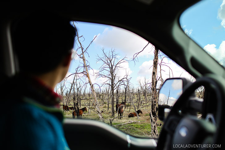 So Many Wild Horses at Mesa Verde National Park CO USA // localadventurer.com