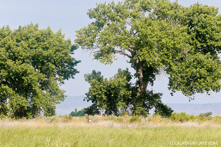 Stillwater Wildlife Refuge - listed as a globally important bird area with more than 280 species of bird sighted here // localadventurer.com