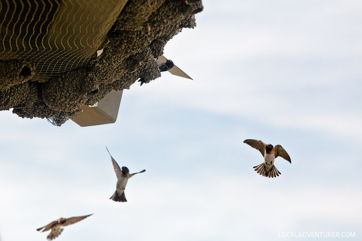 Stillwater Wildlife Refuge - listed as a globally important bird area with more than 280 species of bird sighted here // localadventurer.com