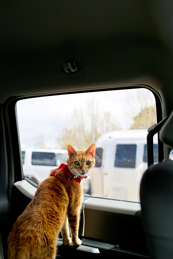 Tips for RVing with Cats // localadventurer.com