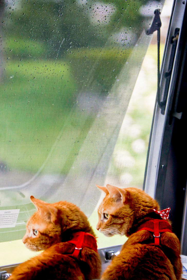 Essential Guide for RVing with Cats // localadventurer.com