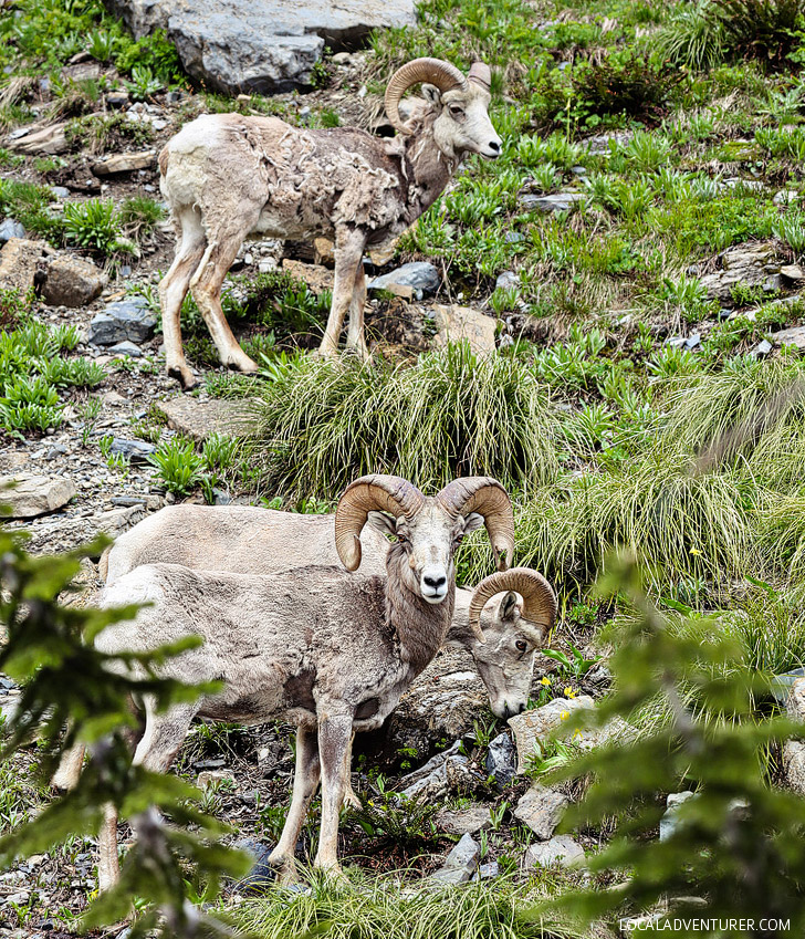 Seeing Bighorn Sheep at Glacier National Park (+ 9 Best Things to Do in Glacier National Park Montana) // localadventurer.com