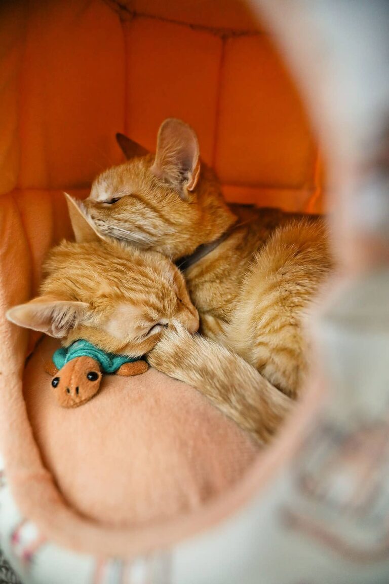 23 Useful Tips for Traveling with Cats in a Car » Local Adventurer