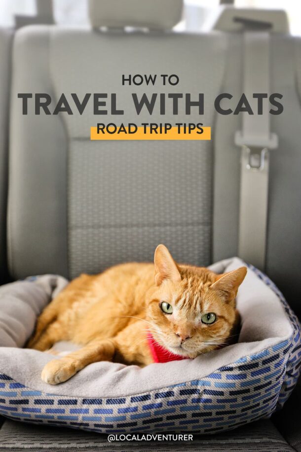 23 Useful Tips for Traveling with Cats in a Car » Local Adventurer