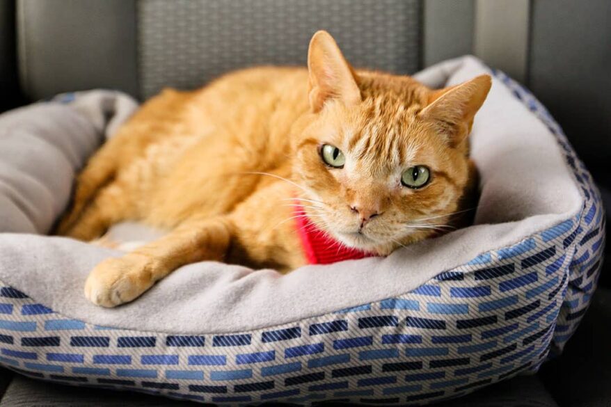 23 Useful Tips for Traveling with Cats in a Car » Local Adventurer