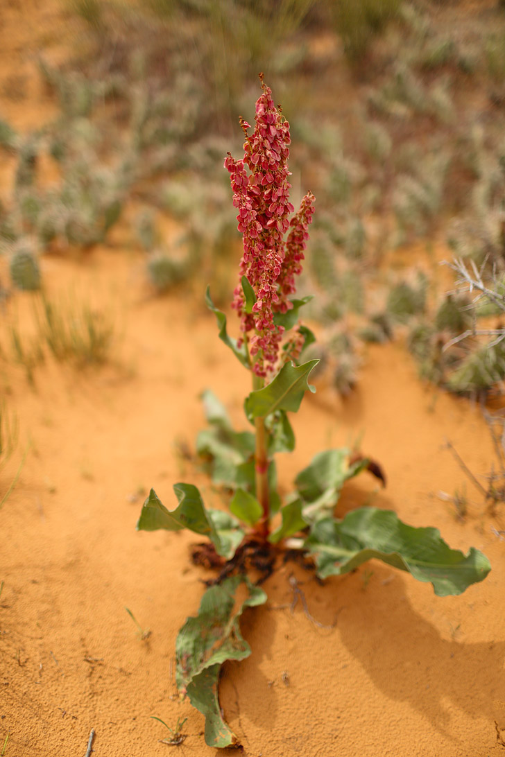 Arches National Park Plants // localadventurer.com