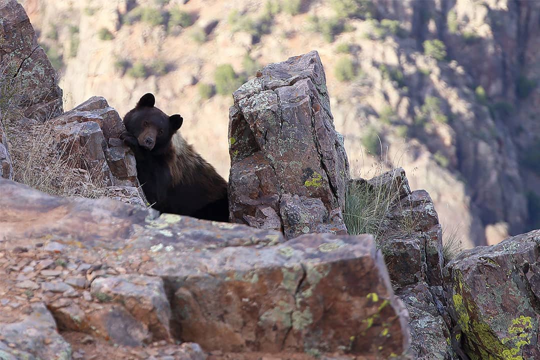 wildlife in national parks