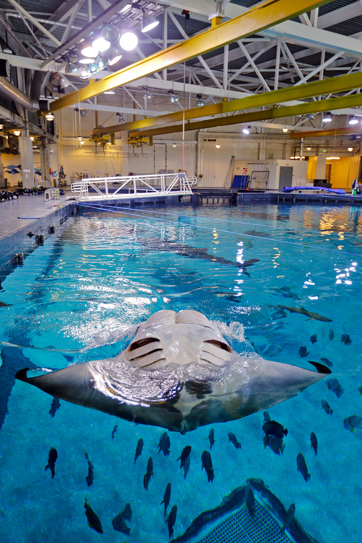 Georgia Aquarium Behind the Scenes // localadventurer.com