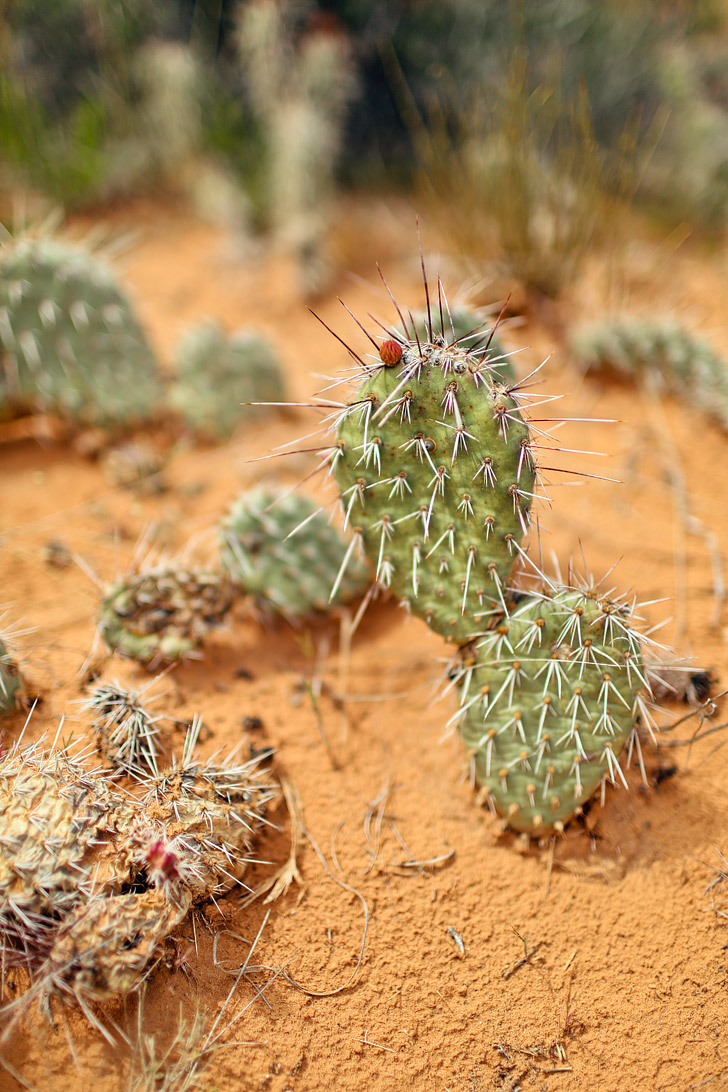 Photo Guide: Hiking the Devils Garden Trail Arches National Park // localadventurer.com