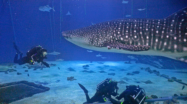 whale shark diver