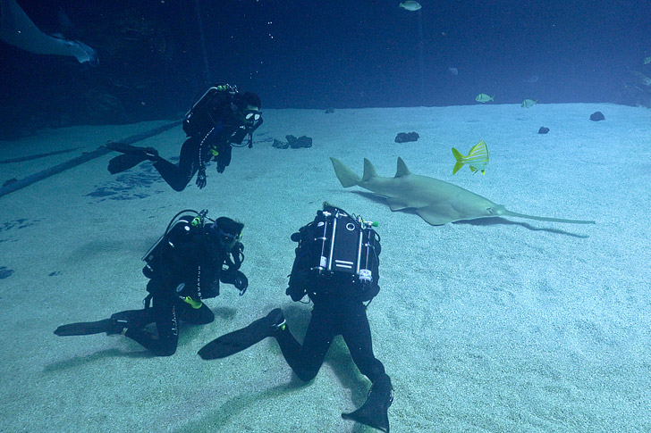 Diving with Whale Sharks at the Georgia Aquarium Atlanta // localadventurer.com