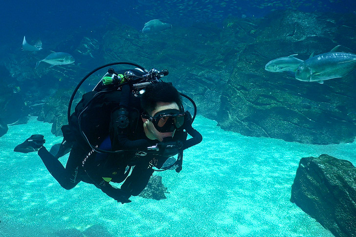 Georgia Aquarium Diving - Journey with Gentle Giants // localadventurer.com