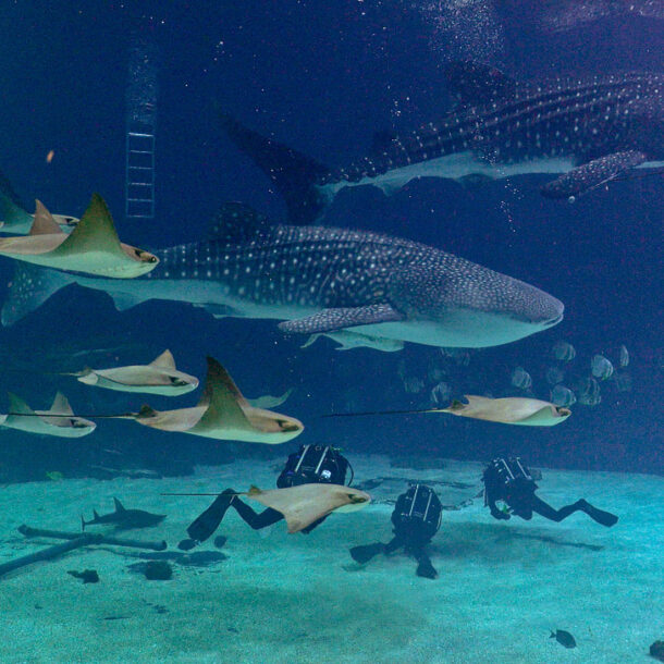 Diving in the Georgia Aquarium with Whale Sharks » Local Adventurer