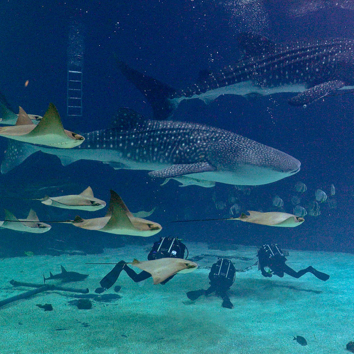 Georgia Aquarium Scuba Diving // localadventurer.com