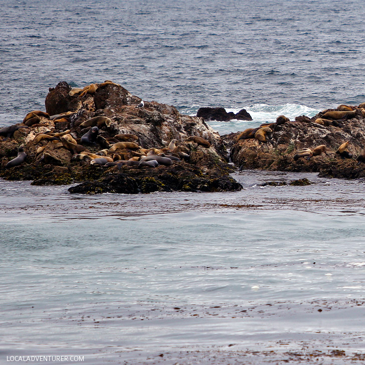 Harbor Seals on Seal Rock (+ Photo Guide to the Scenic 17 Mile Drive Monterey California) // localadventurer.com