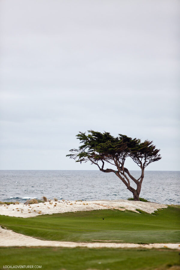 A Quick Guide to the 17 Mile Drive Monterey + Trip Giveaway