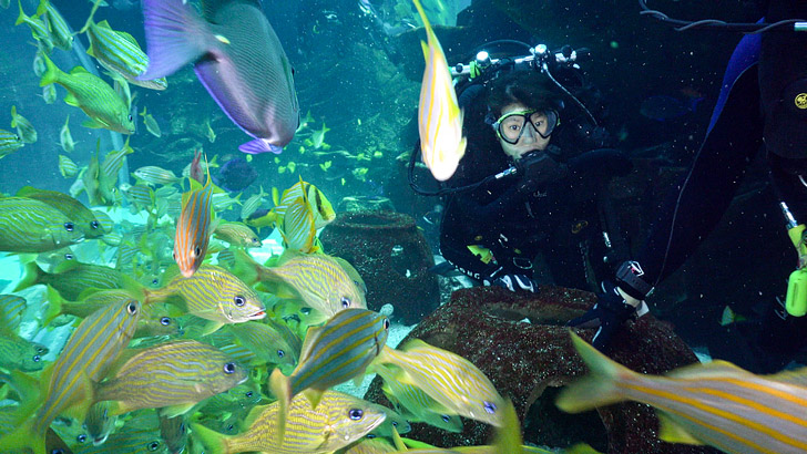 Rebreather Dive in the Georgia Aquarium // localadventurer.com