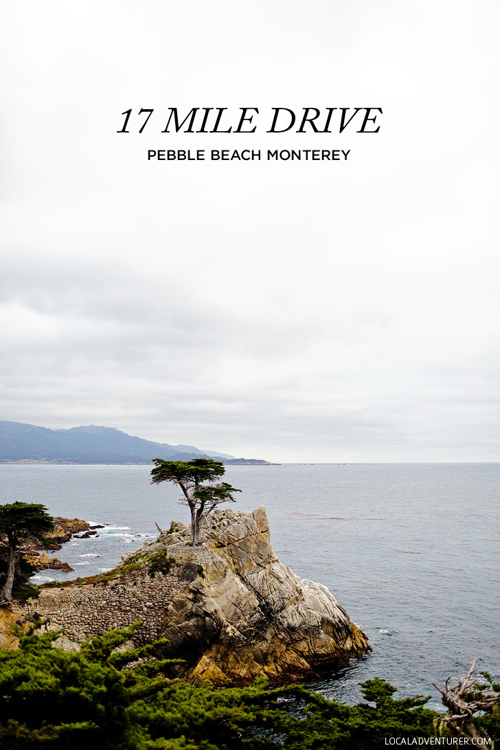 The Lone Cypress on the 17 Mile Drive in Monterey // localadventurer.com