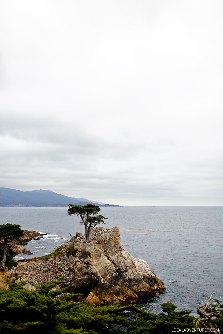 The Lone Cypress Pebble Beach California (+ Photo Guide to the World-renowned 17 Mile Drive) // localadventurer.com