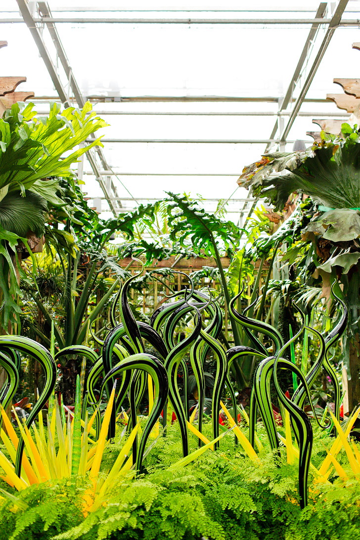 Atlanta Botanical Garden Chihuly Exhibit // localadventurer.com