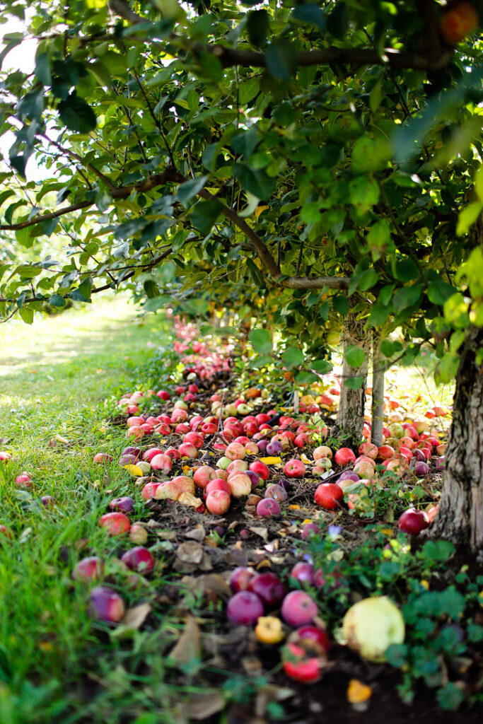 Apple Picking in the Mt Hood Fruit Loop Oregon // localadventurer.com