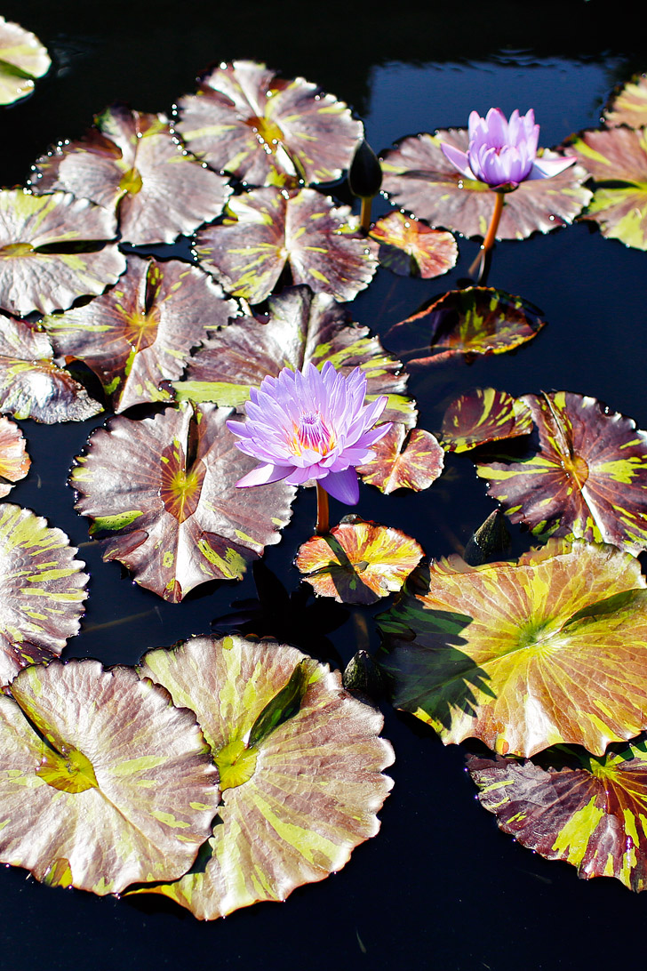 Exhibitions Chihuly