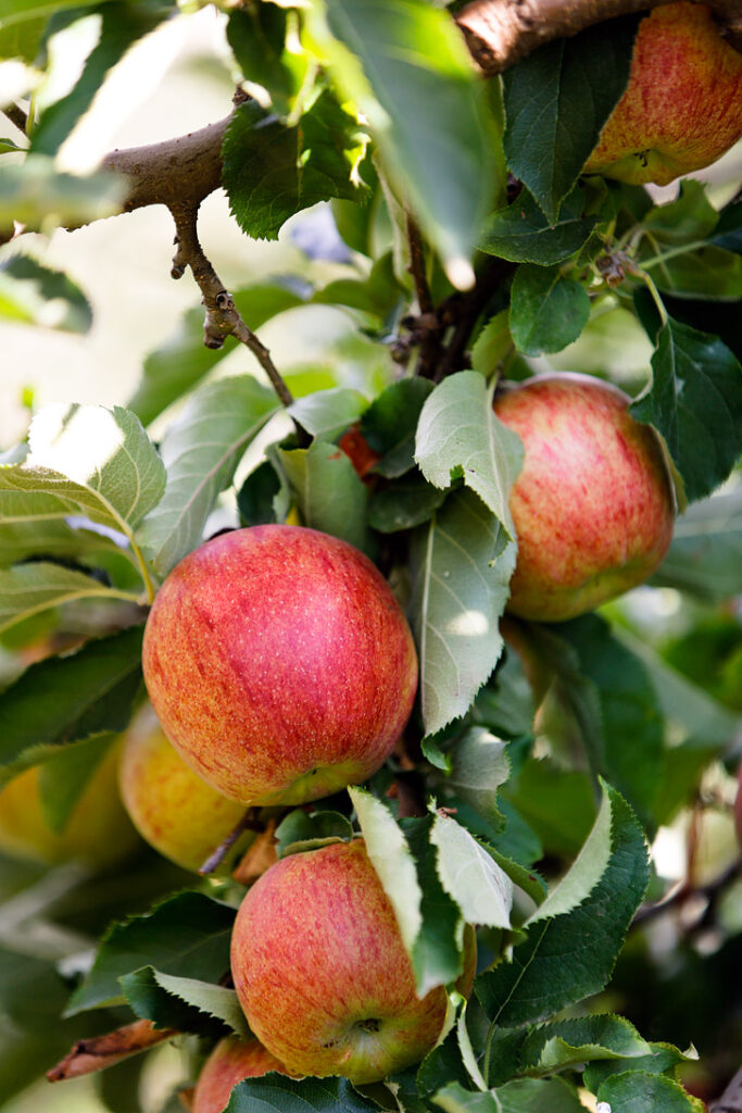 Apple Picking in the Mt Hood Fruit Loop - Oregon Autumn // localadventurer.com