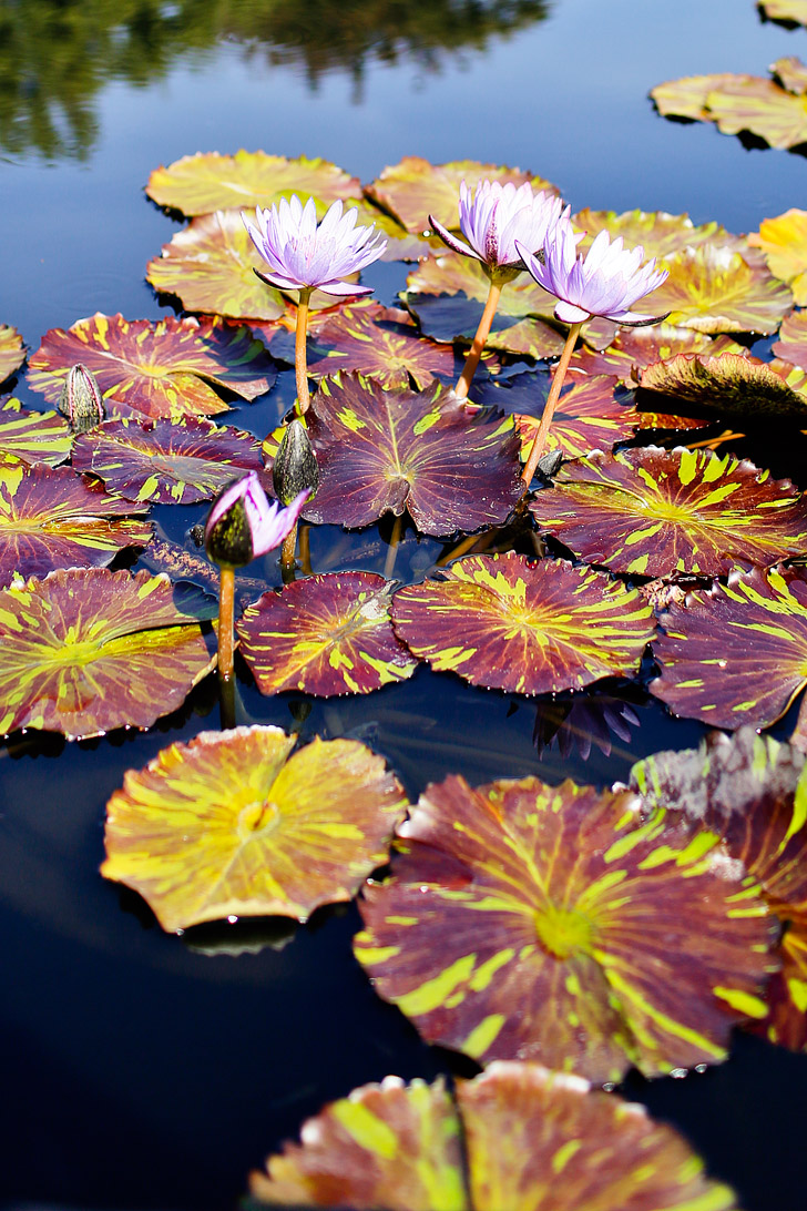 Atlanta Botanical Garden is a 30 acre garden in Midtown Atlanta, Georgia. It hosts several art exhibits throughout the year, one of which was Chihuly in the Garden // localadventurer.com