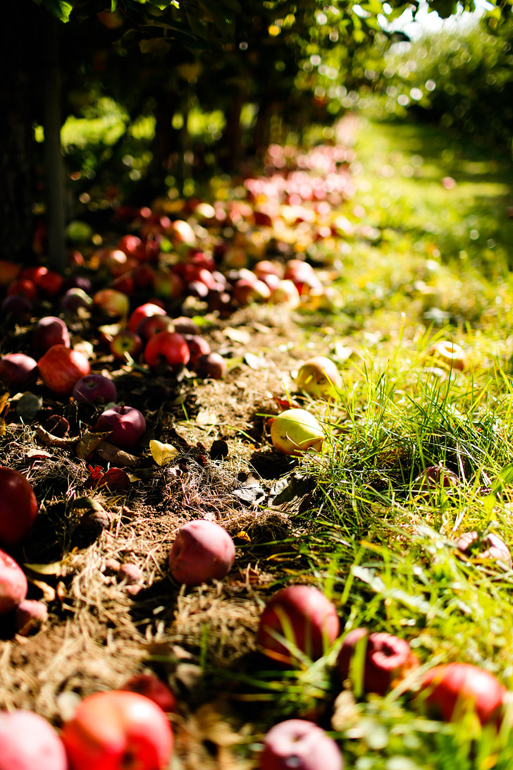 Apple Picking in the Fruit Loop Mt Hood Oregon // localadventurer.com