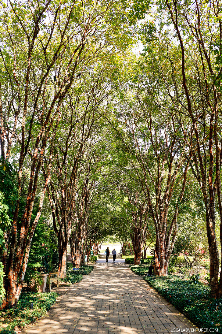 Atlanta Botanical Garden - a 30 acre garden in midtown Atlanta // localadventurer.com