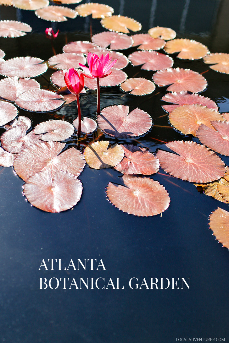 Atlanta Botanical Garden is a 30 acres botanical garden located in Midtown Atlanta, Georgia // localadventurer.com