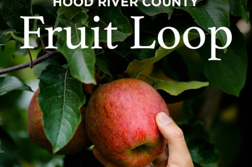 Apple Picking in the Hood River Fruit Loop Oregon