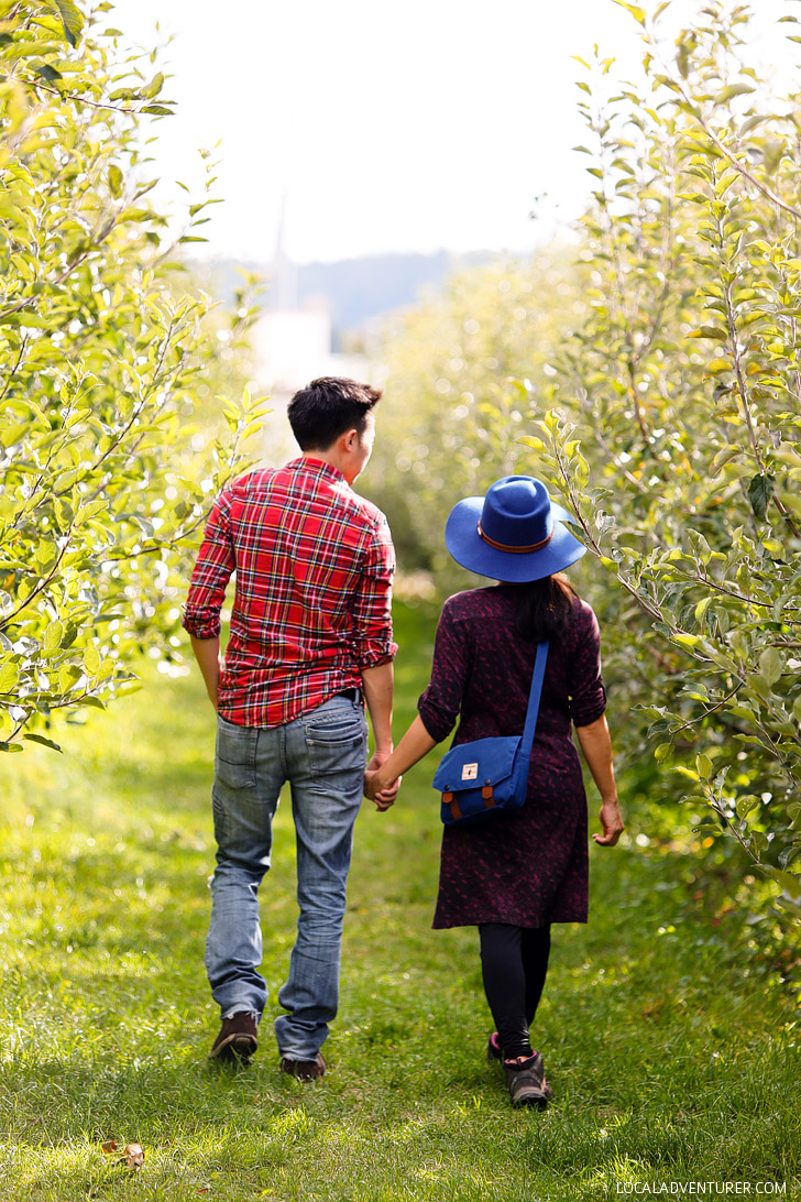 Apple Picking in the Hood River Fruit Loop Oregon USA // localadventurer.com