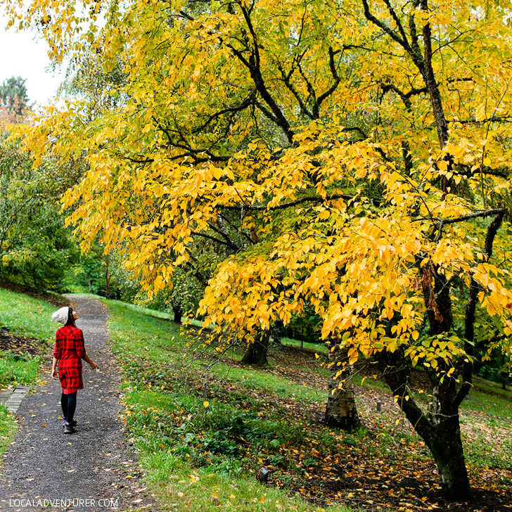 Hoyt Arboretum (25 Free Things to Do in Portland Oregon) // localadventurer.com