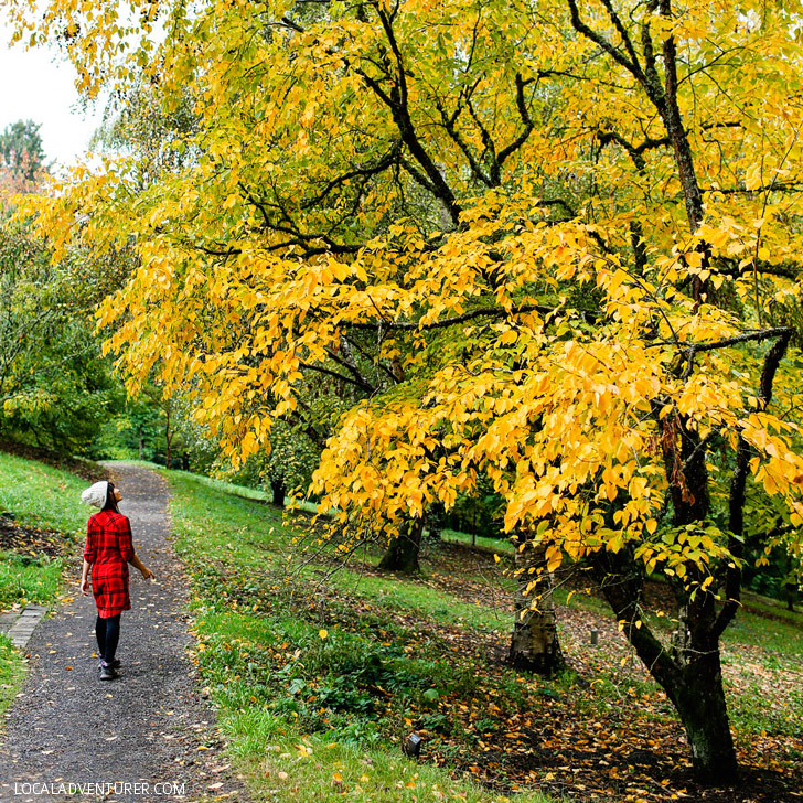 Hoyt Arboretum (25 Free Things to Do in Portland Oregon) // localadventurer.com