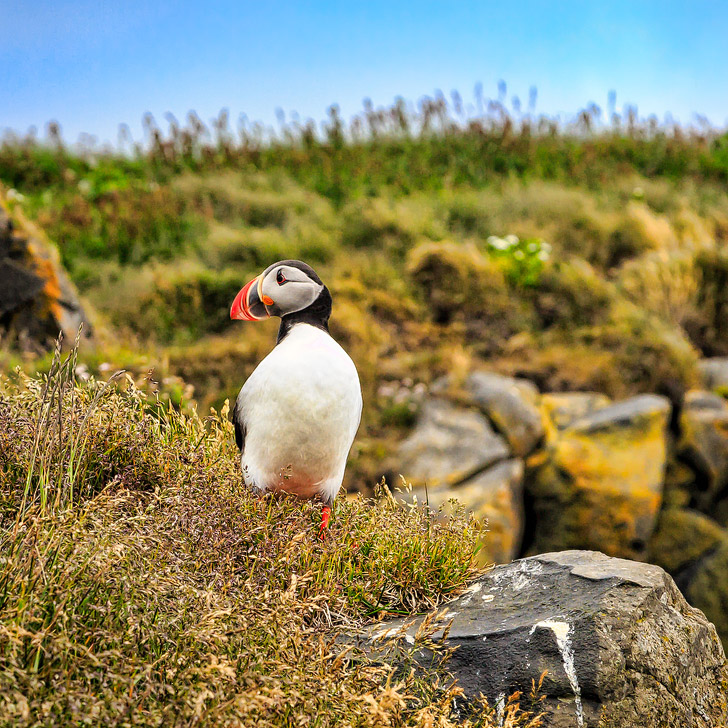 Puffin Watching in Iceland (+ 11 Greatest Things to Do in Reykjavik) // localadventurer.com